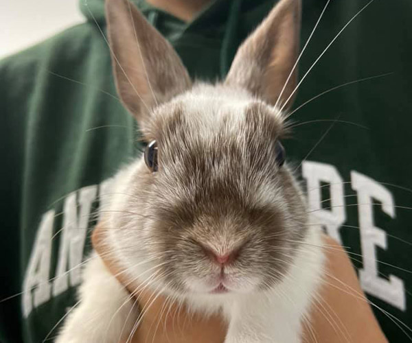 close-up of a bunny patient