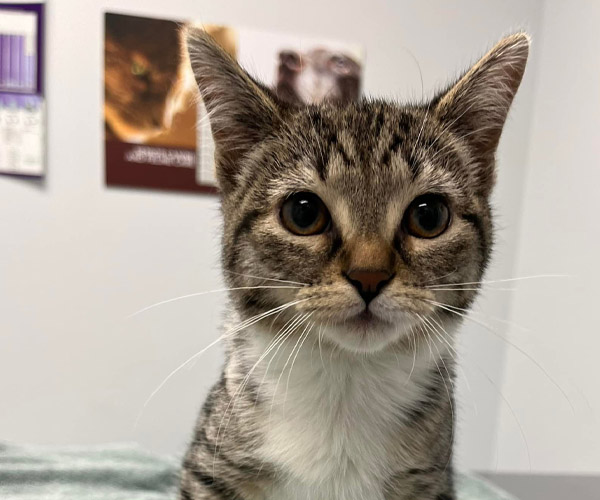 Abby, tabby cat patient