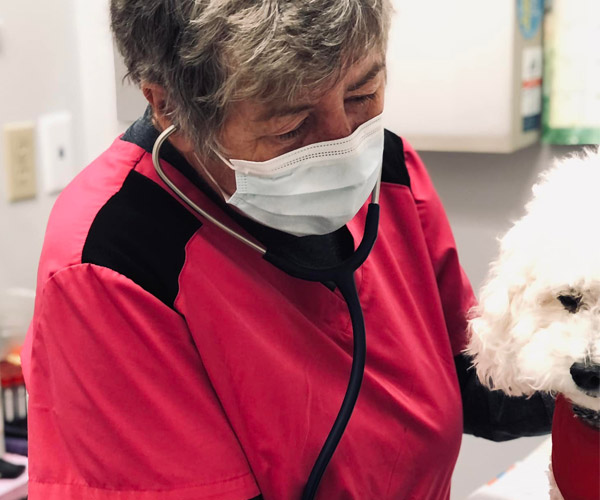 Dr Trann examining white dog