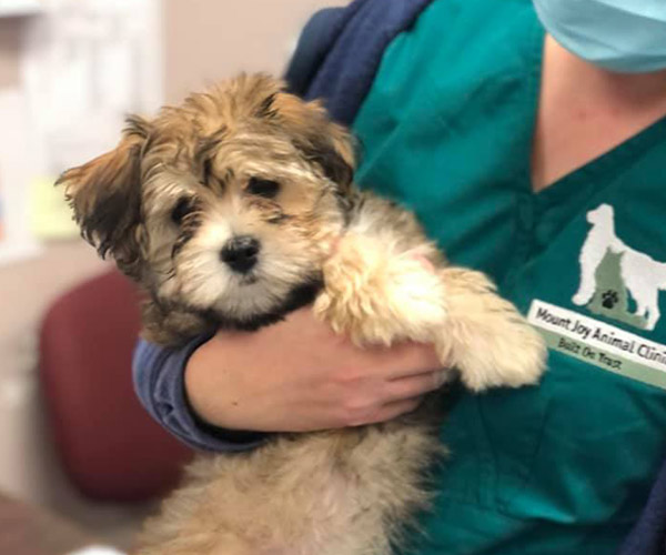 MJAC team member holding dog